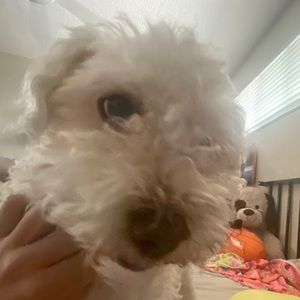 Meet your Posher, Geraldine